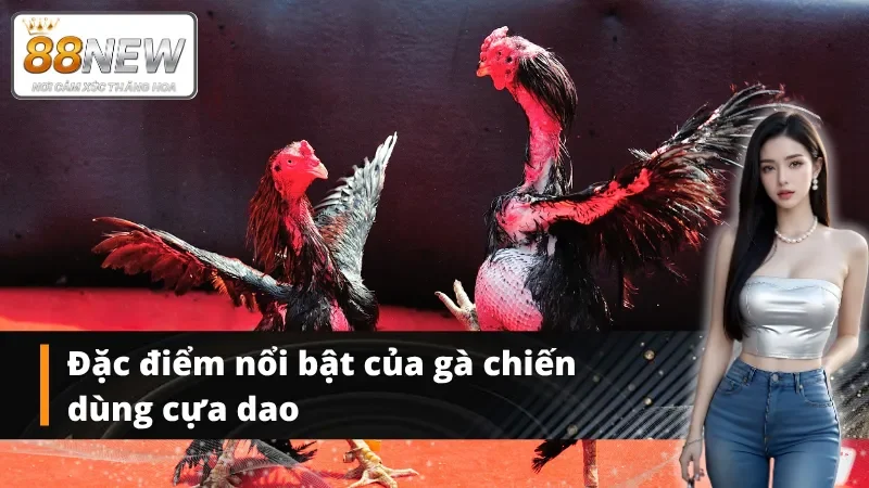 Tính chất riêng biệt của đá gà cựa dao tại NEW88 khi thi đấu