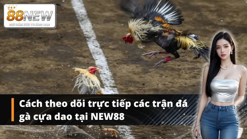 Cách truy cập nhanh để theo dõi đá gà cựa dao tại NEW88