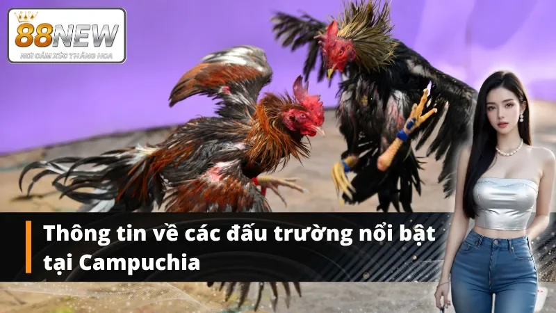 Các trường gà cựa dao nổi bật tại Campuchia