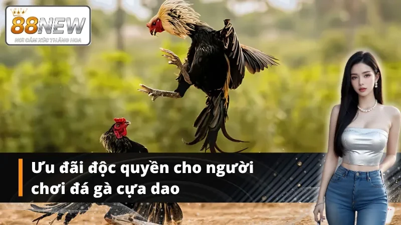Ưu đãi hấp dẫn chào đón người đam mê đá gà cựa dao tại NEW88