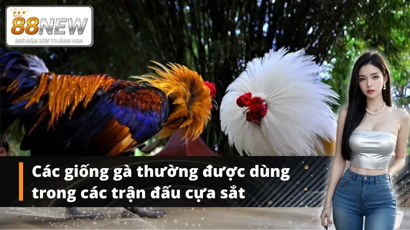 Các giống gà chiến hay được chọn để thi đấu đá gà cựa sắt tại New88