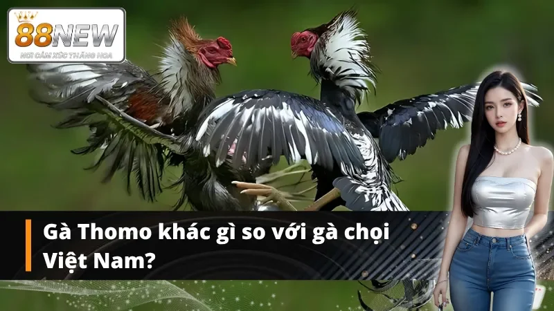 Sự khác biệt giữa gà Thomo và gà chọi Việt Nam