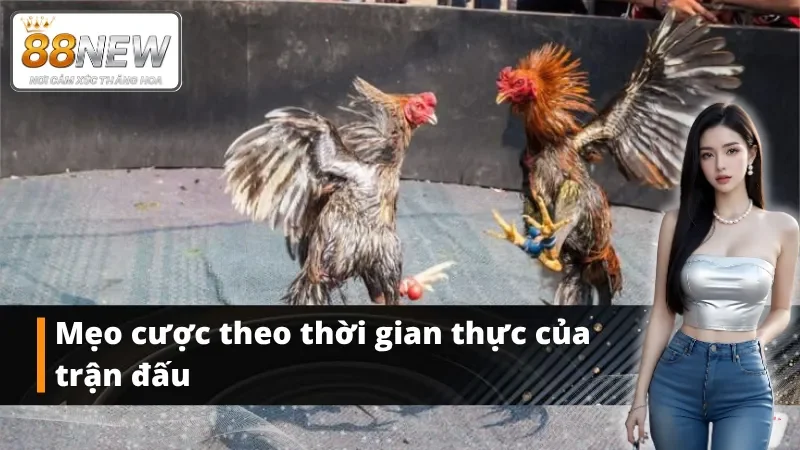 Mẹo chiến thắng mọi trận đá gà trực tiếp tại NEW88