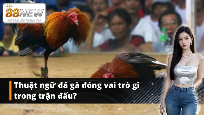 Thuật ngữ đá gà đóng vai trò quan trọng trong trận đấu